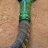 Wow Amazing Snake Trap Nature Snake Snakevideo Viralvideo Video Shorts Animals