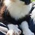 Feeding Stray Cats In Istanbul For A Day Enriches Your Soul
