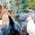 CHRISTMAS Comes For The CHATEAU CHICKENS