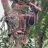 Amazingly Talented Man Pruning Mahogany Trees Shorts