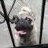 Lafer Pug