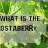 What Is The Jostaberry A Hybrid Of Gardening Garden