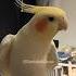 Adorable Cockatiels Tweety And Larry S Cute Singing Duo Cockatielscraze Birdsinging