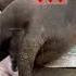 Pitbull Baby Delivery Pitbull Giving Birth