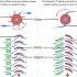 Impulse Turbine Vs Reaction Turbine Turbine Powerplant Engineering Mechanical Animation Shorts