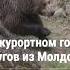 Медведь напал на молдавских туристов