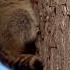 CAUGHT IN THE ACT Raccoon AMERICAN KOALA Stealing HONEY In The BEEHIVE Raccoon Wild Nature