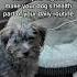 This Is Your Sign To Add PetLab Co S Probiotic Chews To Your Daily Routine Shorts