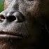 New H Erectus Denisovan Bones Found UNDERWATER