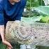 Smart DOG Faces MYSTERIOUS Creature In Lotus Pond What Did Female Hunter Do With The Iron Cage