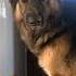Relax Mind Germanshepherd Dogowner Funnyanimal Dogs Dog Gsd Gsdpuppy Gsdlovers Shorts Yt