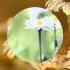 Brain Crain Field Of Daisies By Brain Crain HD