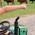 Using Tractors And Hay To Help Lost Cows Tractors For Kids