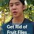 You CAN Get Rid Of Fruit Flies My Friend