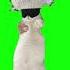 Satoru Gojo Cat Dancing Green Screen