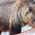 Best Grizzly Bear Fights Caught On Camera Real Animal Fights Compilation