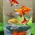 Goldfish New Home Setup Goldfish Fishtank Video Shorts