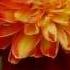 MADRONA MANOR A PERFECT WEDDING SITE BRIAN CRAIN ADAGIO CON AMORE