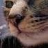 My Momochan So Cute Cat Love
