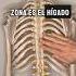 DOLOR DE ESPALDA Y DISFUNCIÓN VISCERAL Osteopatia Madrid Masaje TerapiaManual Osteopata