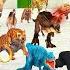 Animals Dinosaurs Plays Squid Game Red Light Green Light Save Cow Vs Gorilla Vs Tiger Vs Elephant