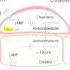 LH Stimulates Leydig And Theca
