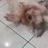 Pony Shihtzu Anabul Risih Diikat Rambutnya Annoying Ponytail Ponytail Shihtzu Anabul Shorts