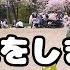 Vlog 02 日本語の森のみんなと お花見 をしました A Picnic Under The Cherry Blossom Trees With Nihongonomori Team