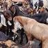 460 Kg Onwards Bade Bakro Ki Gadi Agai At ISA GOAT FARM Mumbai Mumbra Mira Road Se Saste Bakre