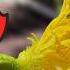 Grow TONS Of Cucumbers My No Fail Secrets