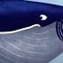 Whale