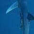 Sometimes Fish Are Friends Not Food Sharks Blueshark Remora Remorafish Sharkdiving Ocean
