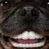 Doggy Dentures PEDIGREE DENTASTIX Commercial