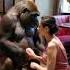 Do You Envy Gorillas Funny Beauty Pets Gorilla Cute Monkey Chimpanzee Christmas
