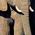 Wildlife Episode 5 Elephants Of Africa Asia Free Documentary Nature
