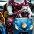Wife Cat Made Breakfast With Love But He Never Came Back Cat Catlover Ai Aiart Shorts