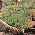 Iran Nomadic Life A Day With Jahangir Herding Sheep And Collecting Medicinal Plants In The Wild