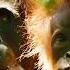 Secrets Of The World S Wildest Rainforest