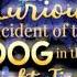 The Curious Incident Of The Dog In The Night Time By Mark Haddon Audiobook