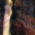 Sins Of The Fathers Deskant Epic Scandinavian Music Flute Music Music To Relax