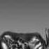 Шедевры фотоискусства Фотограф Guido Argentini Италия Фотопроект Silvereye