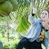 Harvesting Coconuts Go To Market Sell How Anaconda Lives Parasitically On Coconuts