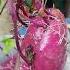 Grow Sweet Potato This Way Grow Sweetpotato Kamote
