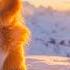 Relaxing Music For Dogs Gentle Melodies To Relieve Separation Anxiety Peaceful Mood