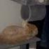Ginger Snowflake Cute Funny Cats Gatos Gatti Chats Katzen Katten Koty котики