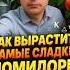 Как вырастить сладкие помидоры без химии три простых секрета