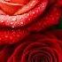 A Beautiful Melody To Tears Collection Of The Best Melodies That Give You