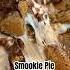 Smookie Pie Easy Summer Recipe Shorts SummerTreat Smookies