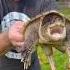 Holding Snapping Turtles Shorts