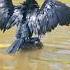 Cormorant Bird